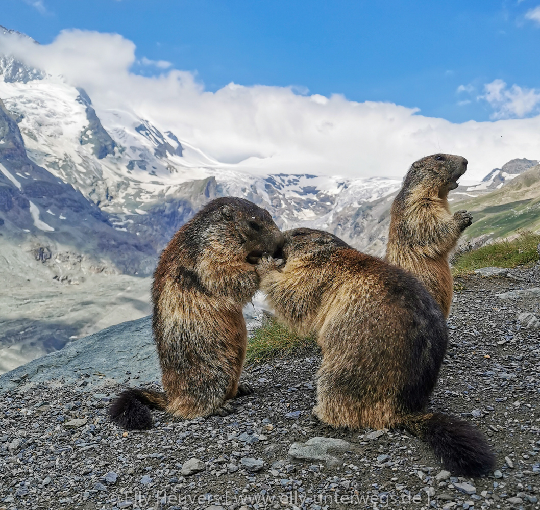 Österreich: Die Großglockner Hochalpenstraße Teil 2 – Die Edelweißspitze und die Kaiser-Franz-Josefs-Höhe