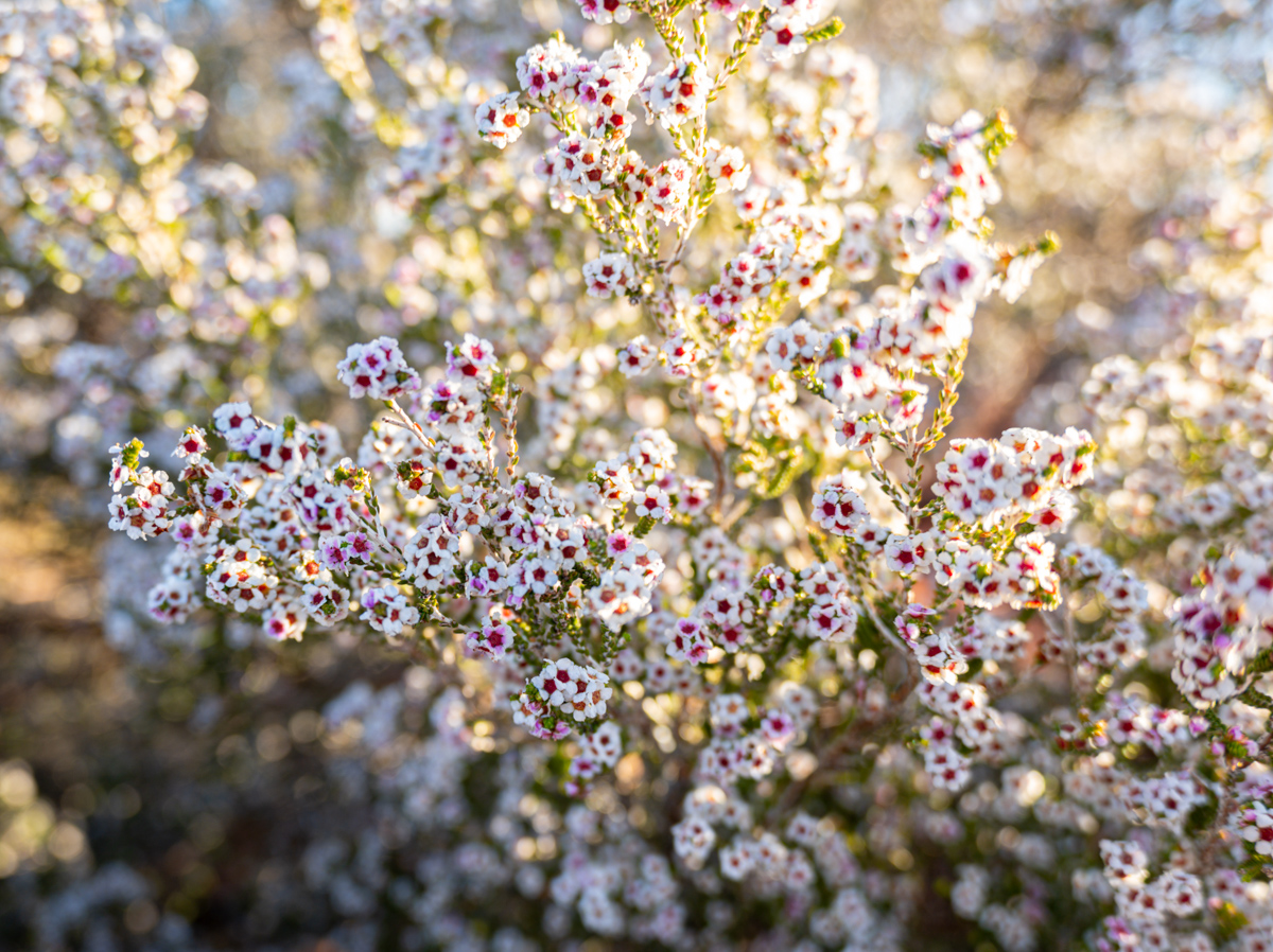 Uluru im warmen Abendlicht kurz vor Sonnenuntergang