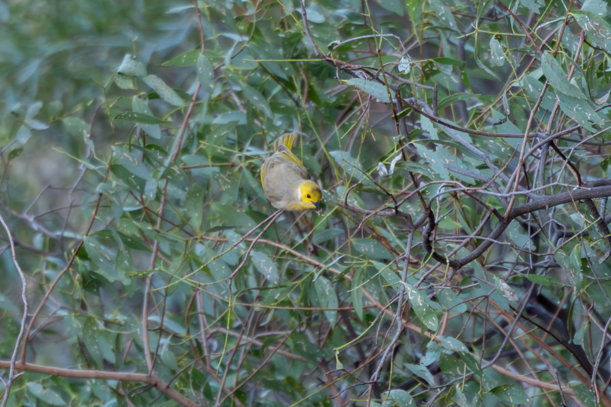 Konturen des Uluru vor blauem Himmel
