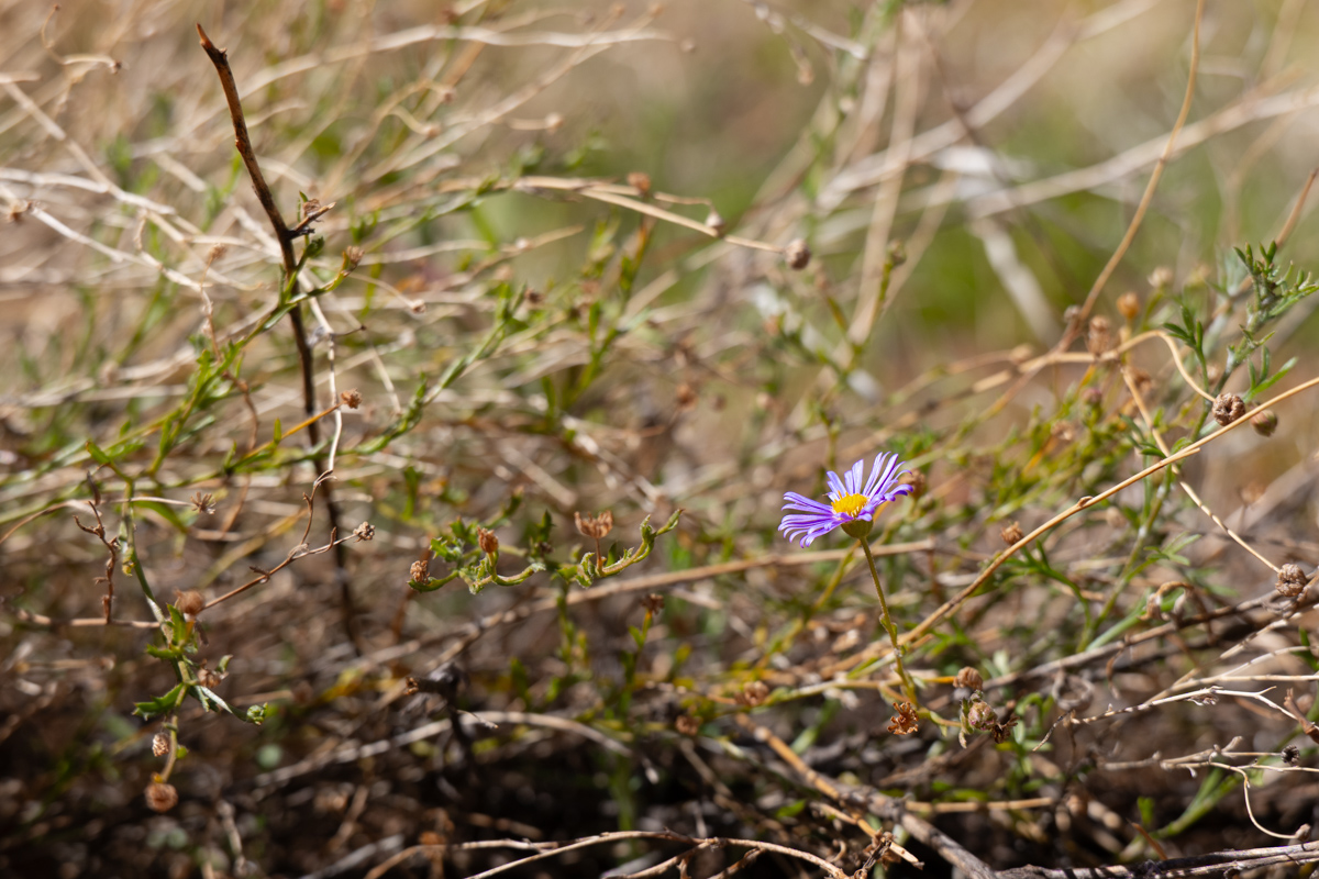 Licht und Schatten auf der Arkose des Uluru
